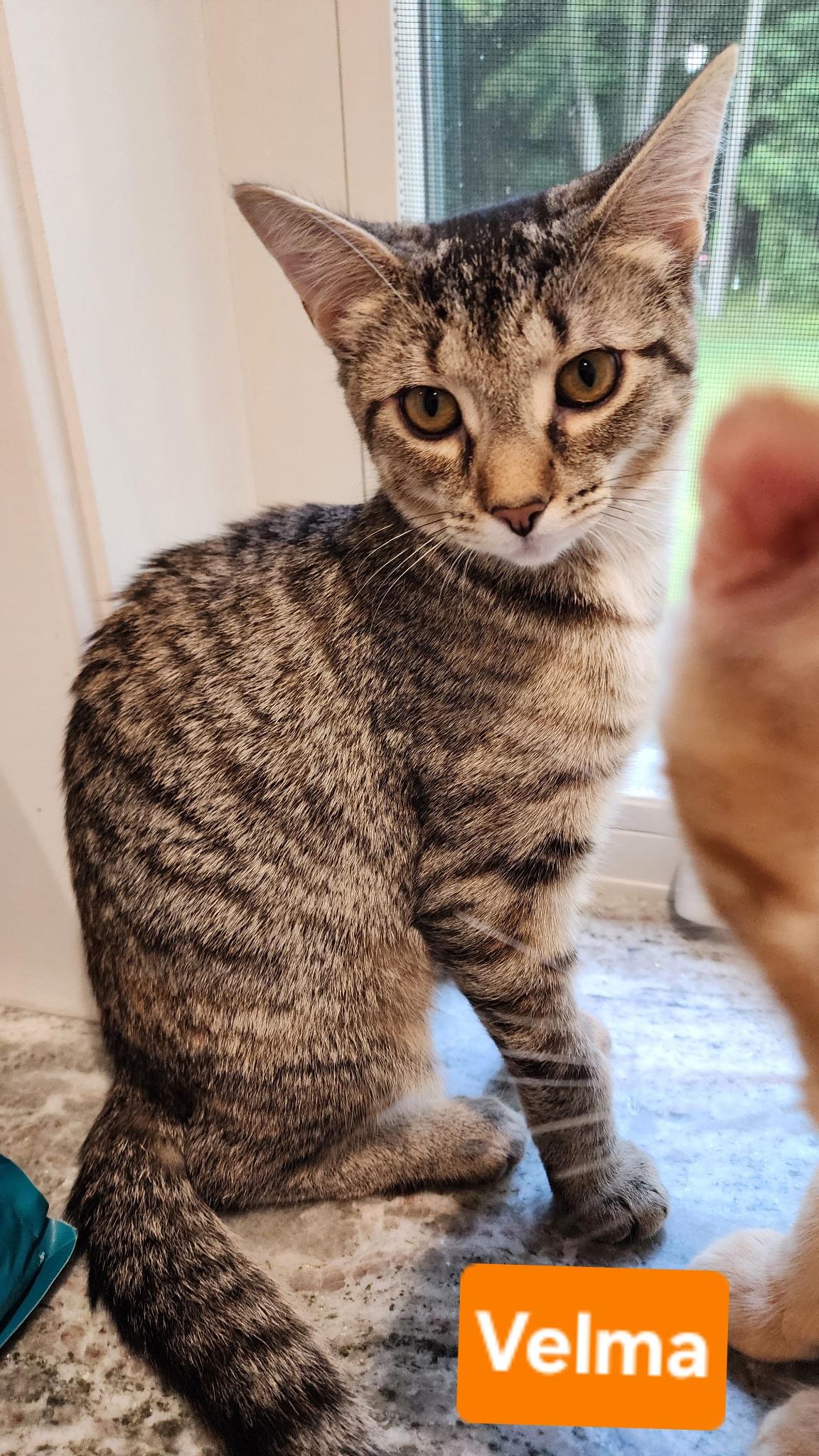 Enlarge Velma, a ADOPTABLE Tabby in Brighton, MI image 1/6