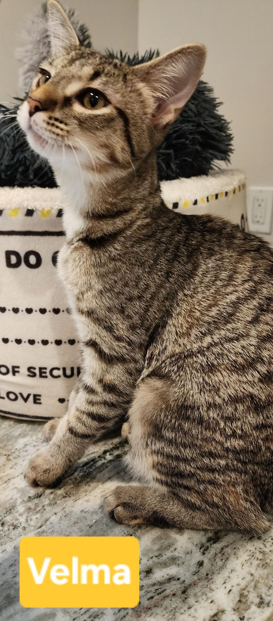 Enlarge Velma, a ADOPTABLE Tabby in Brighton, MI image 2/6