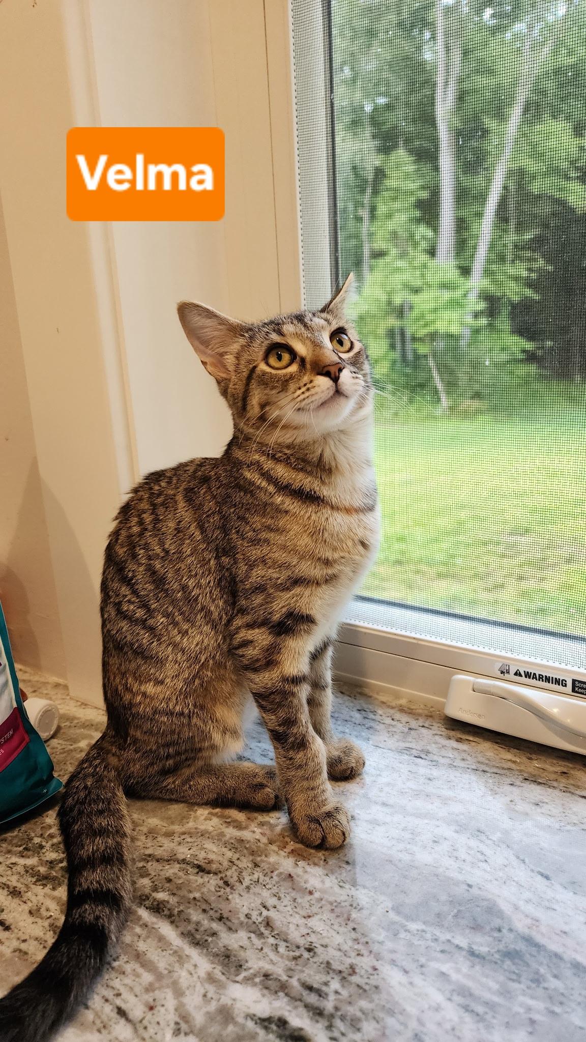 Enlarge Velma, a ADOPTABLE Tabby in Brighton, MI image 3/6