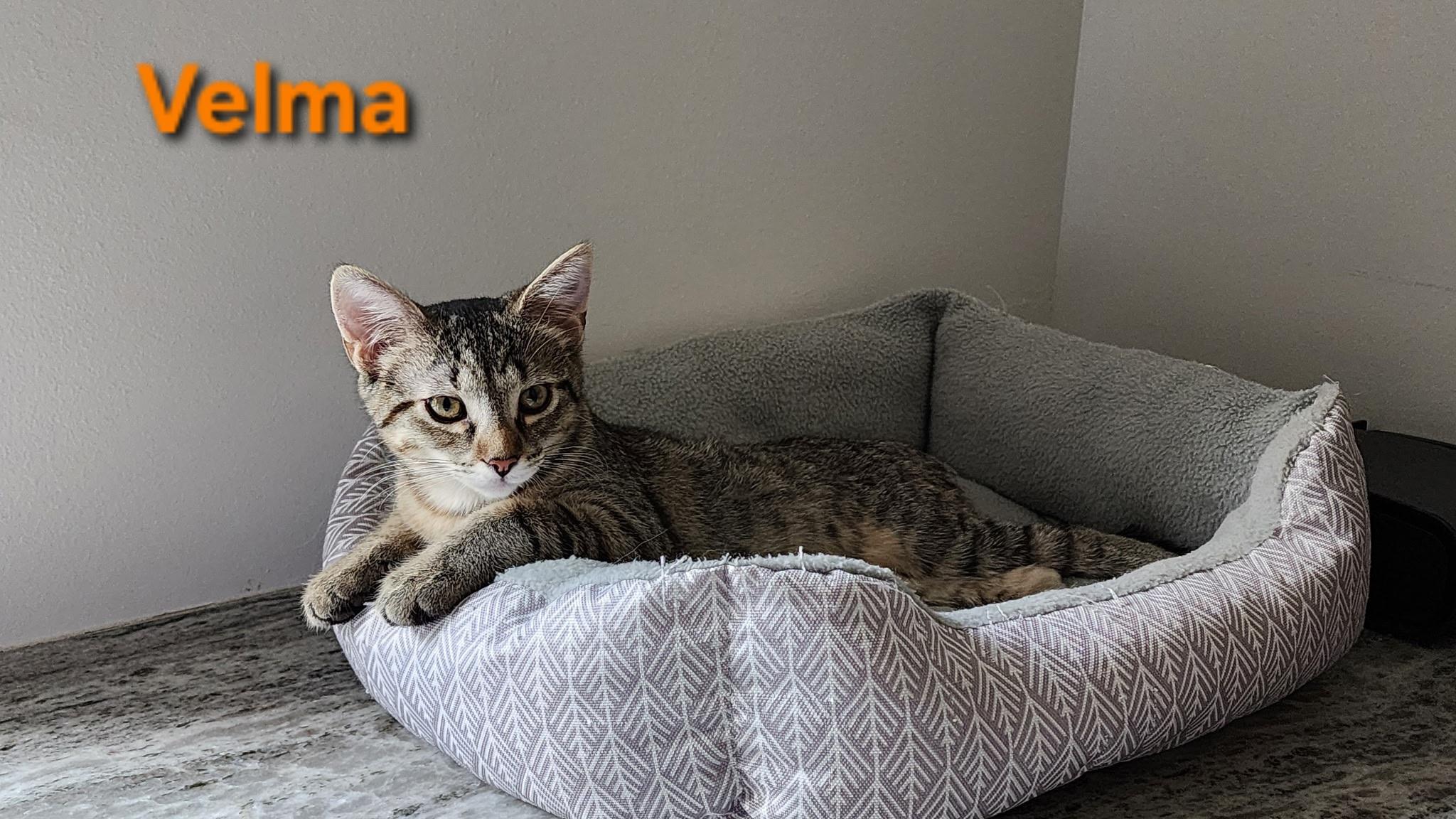 Enlarge Velma, a ADOPTABLE Tabby in Brighton, MI image 4/6