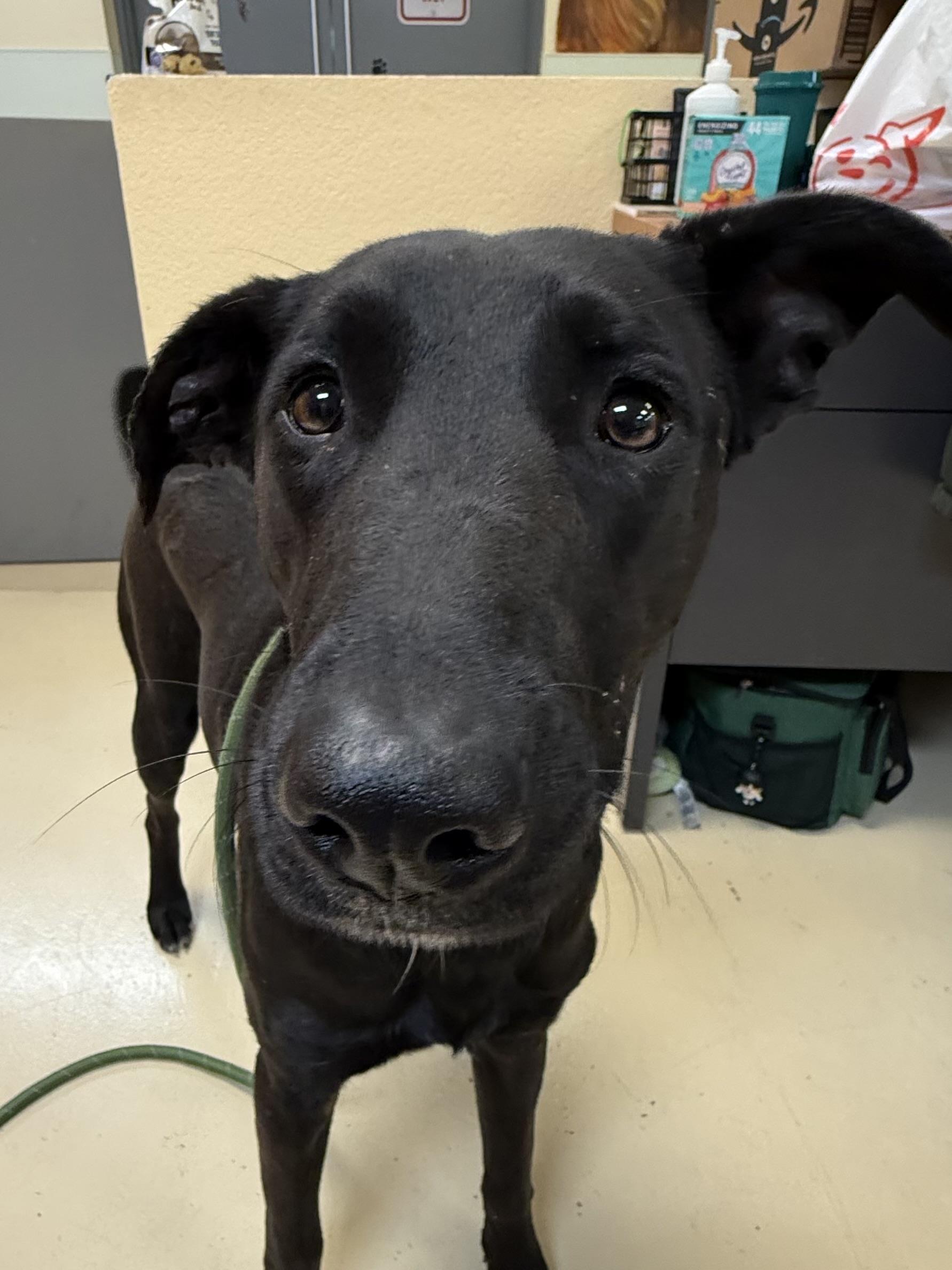Salem, adopted, Young Female Black Labrador Retriever.
