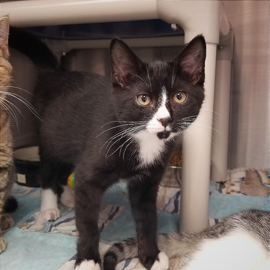 Phoenix, a Adoptable Domestic Short Hair in Boaz, AL image 1/3