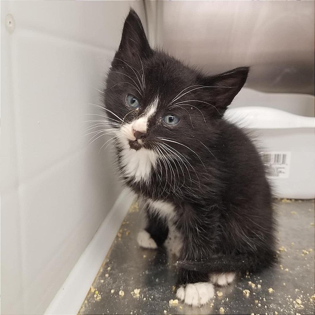 Phoenix, a Adoptable Domestic Short Hair in Boaz, AL image 2/3