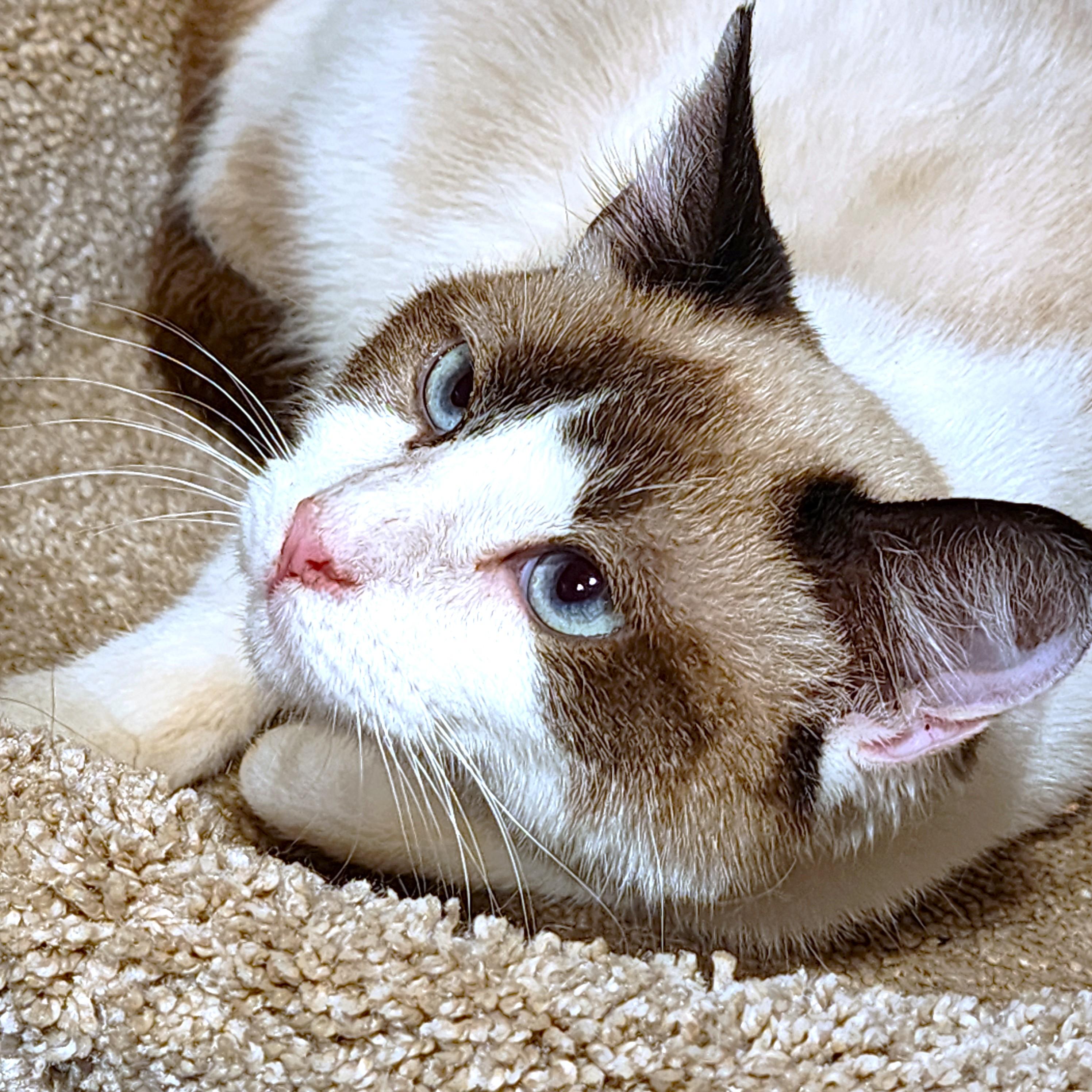 GORGEOUS GWEN - SIAMESE SNOWSHOE, adopted, Kitten Female Siamese & Snowshoe.