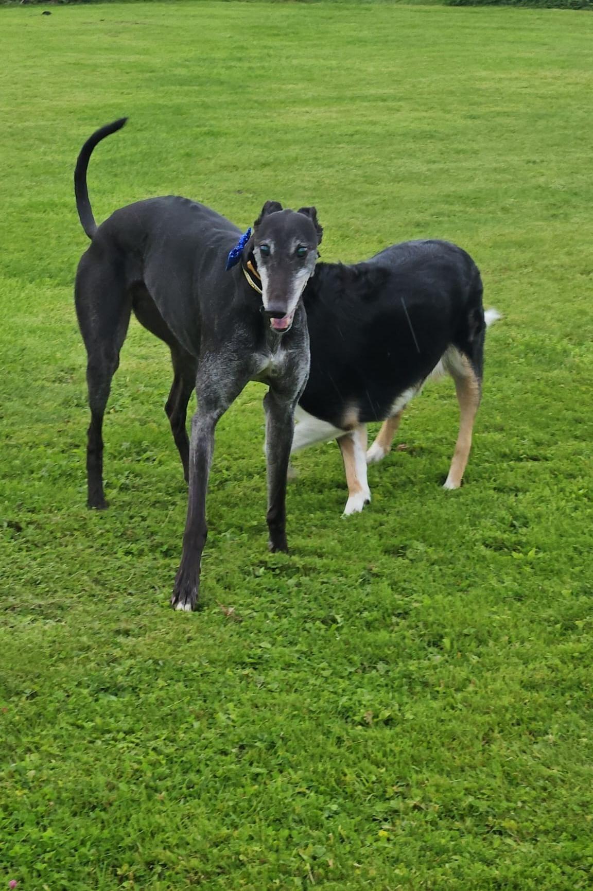 Chase, Adopted, Senior Male Greyhound.