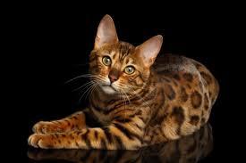 Candy- NOT FOR ADOPTION, Adoptable, Adult Female American Shorthair.