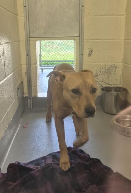 Enlarge Nala, an adopted Mixed Breed in Glasgow, KY image 3/3