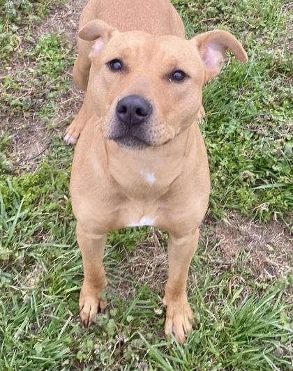 Nala, adopted, Young Female Mixed Breed.