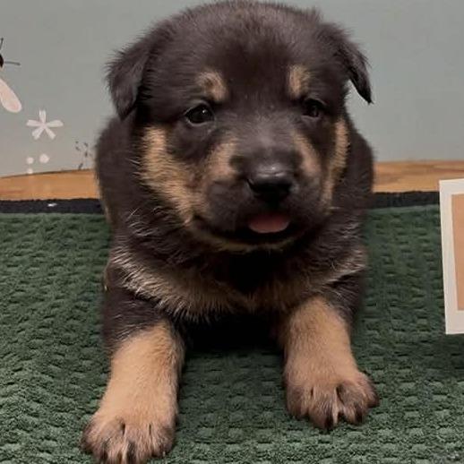 Enlarge Donatello, a Adoptable Shepherd in Brainerd, MN image 1/2