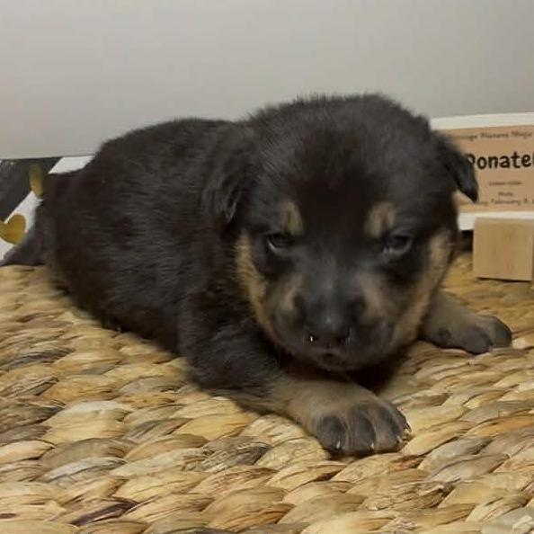 Enlarge Donatello, a Adoptable Shepherd in Brainerd, MN image 2/2