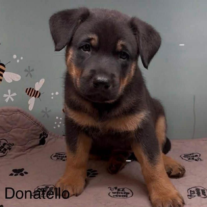 Enlarge Donatello, a Adoptable Shepherd in Brainerd, MN image 3/3