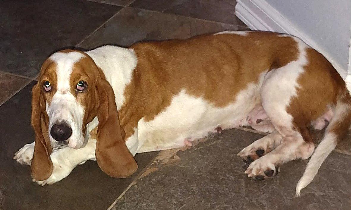 SHANNON, Adoptable, Young Female Basset Hound.