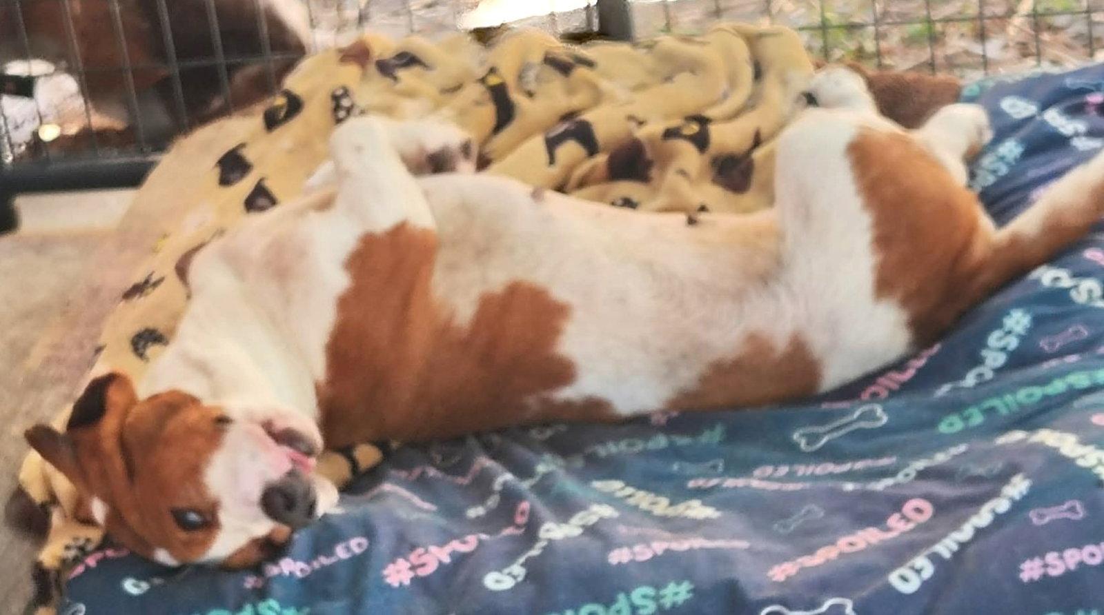 Enlarge SHANNON, a Adoptable Basset Hound in Mays Landing, NJ image 2/2