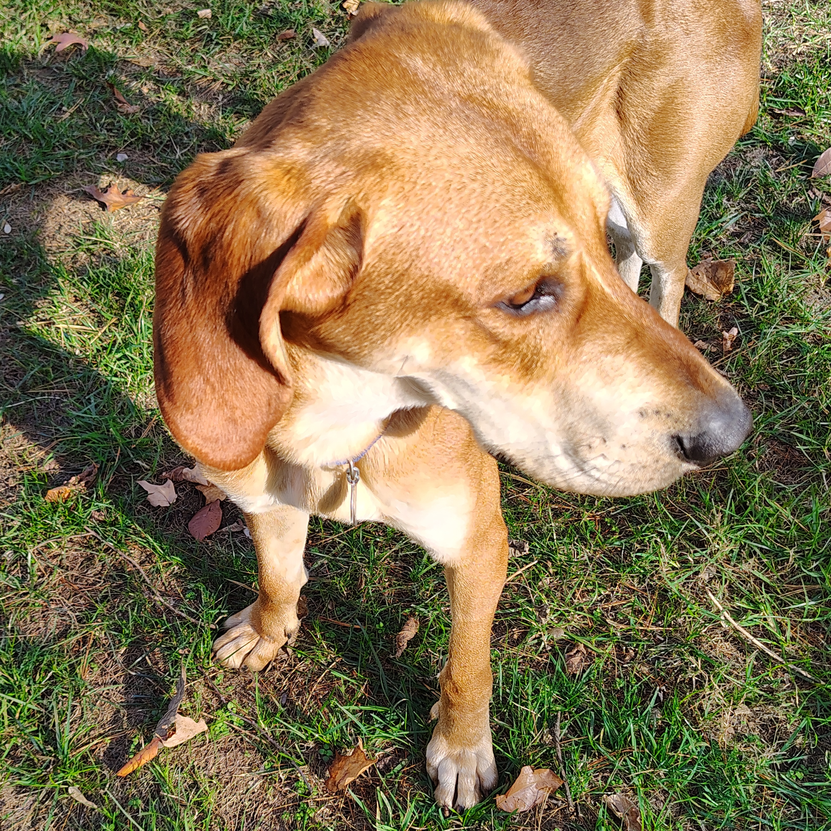Enlarge Mojo, an adoptable Redbone Coonhound in Terrace Park, OH image 4/5