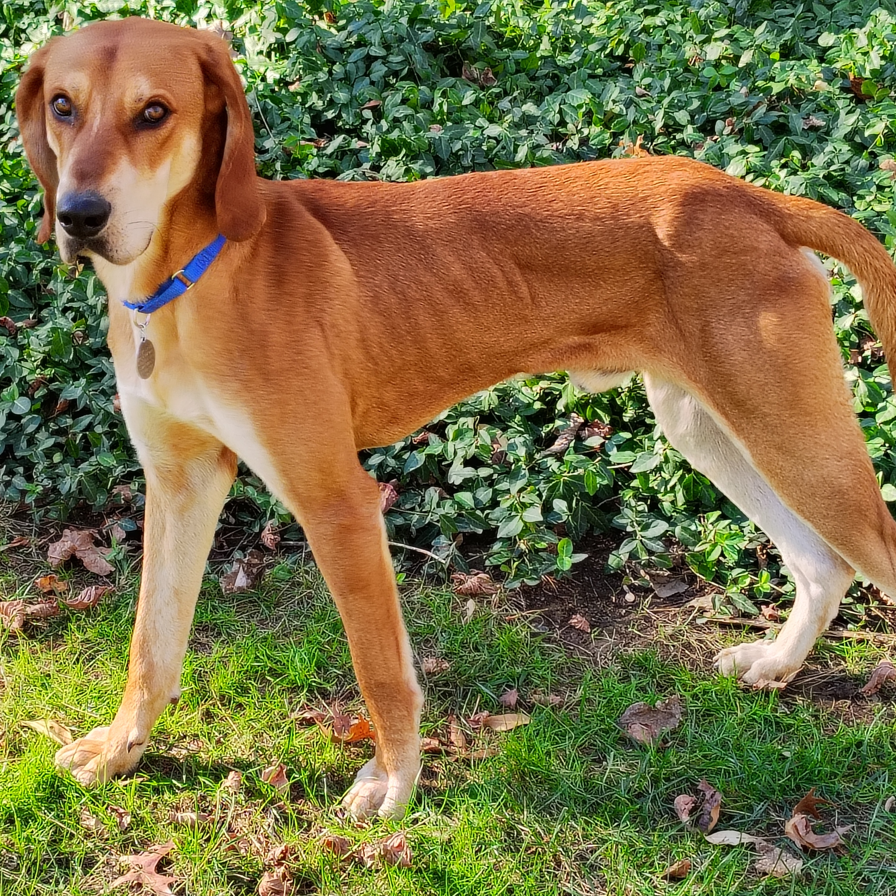 Enlarge Mojo, an adoptable Redbone Coonhound in Terrace Park, OH image 2/5
