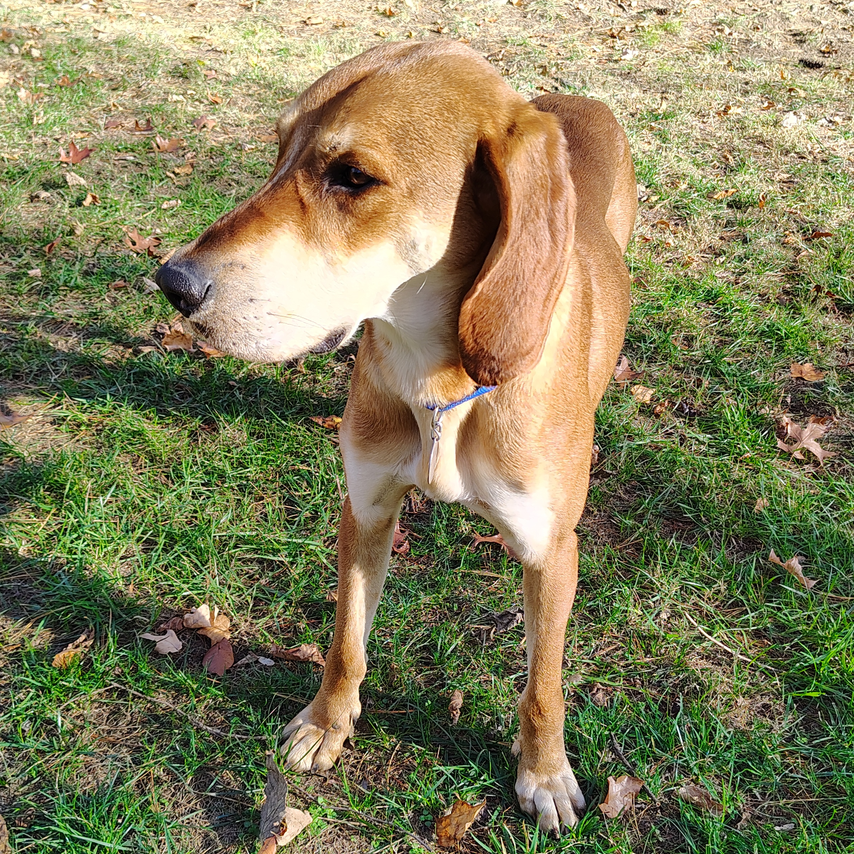 Enlarge Mojo, an adoptable Redbone Coonhound in Terrace Park, OH image 3/5