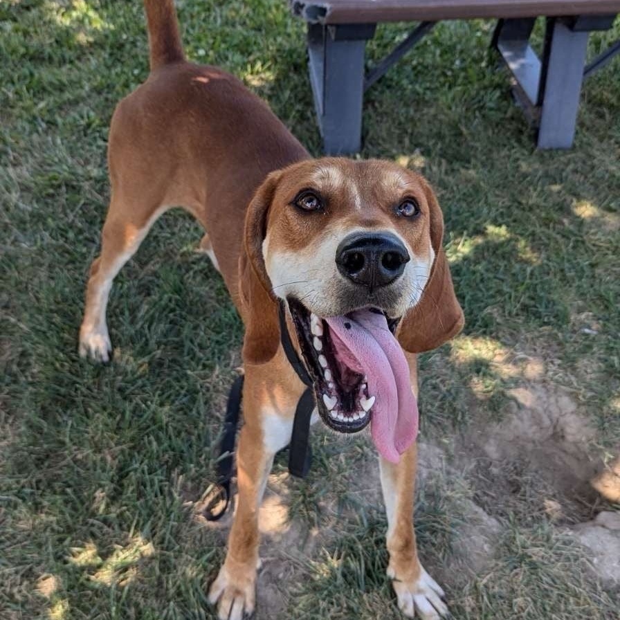 Enlarge Mojo, an adoptable Redbone Coonhound in Terrace Park, OH image 5/5