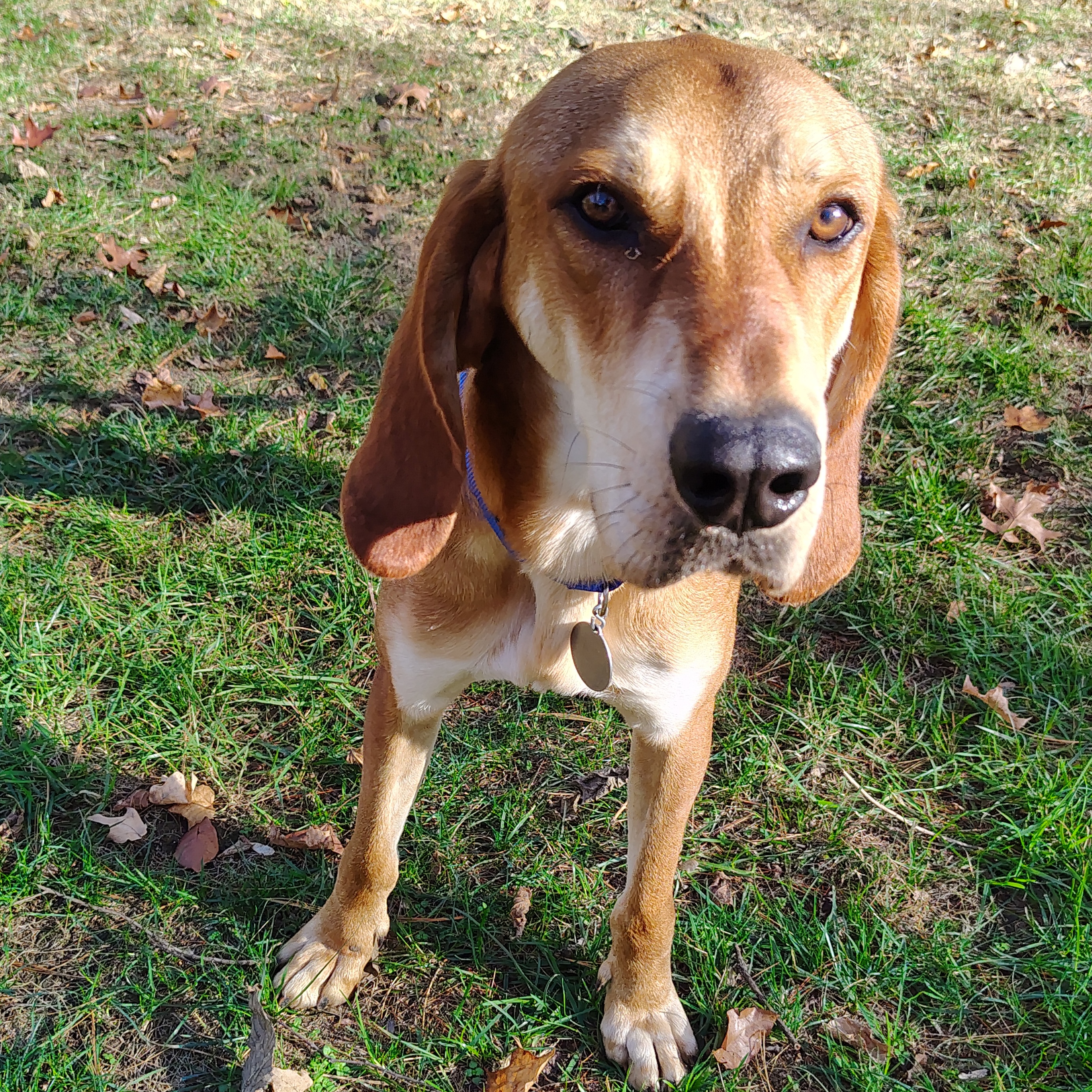 Enlarge Mojo, an adoptable Redbone Coonhound in Terrace Park, OH image 1/5