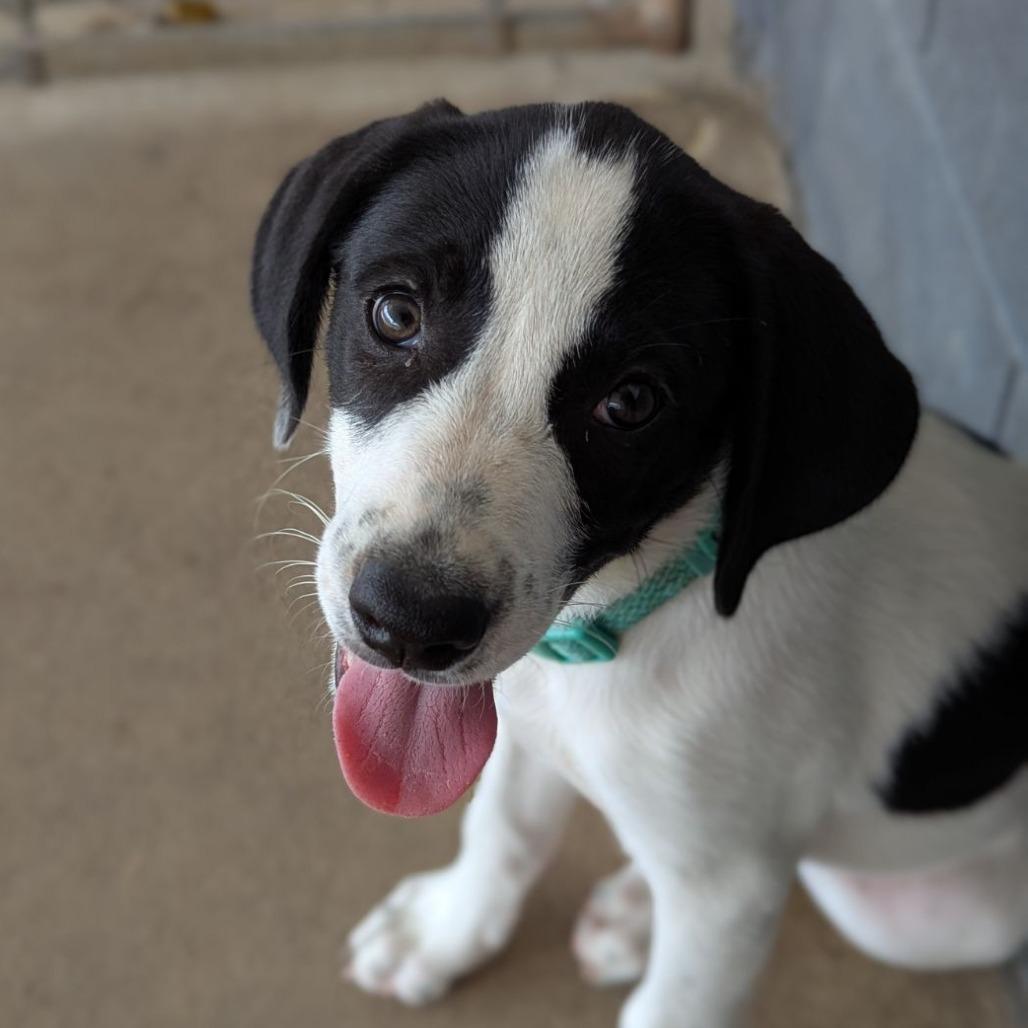 Enlarge Cornbread, a Adoptable mixed breed in Ocala, FL image 2/3