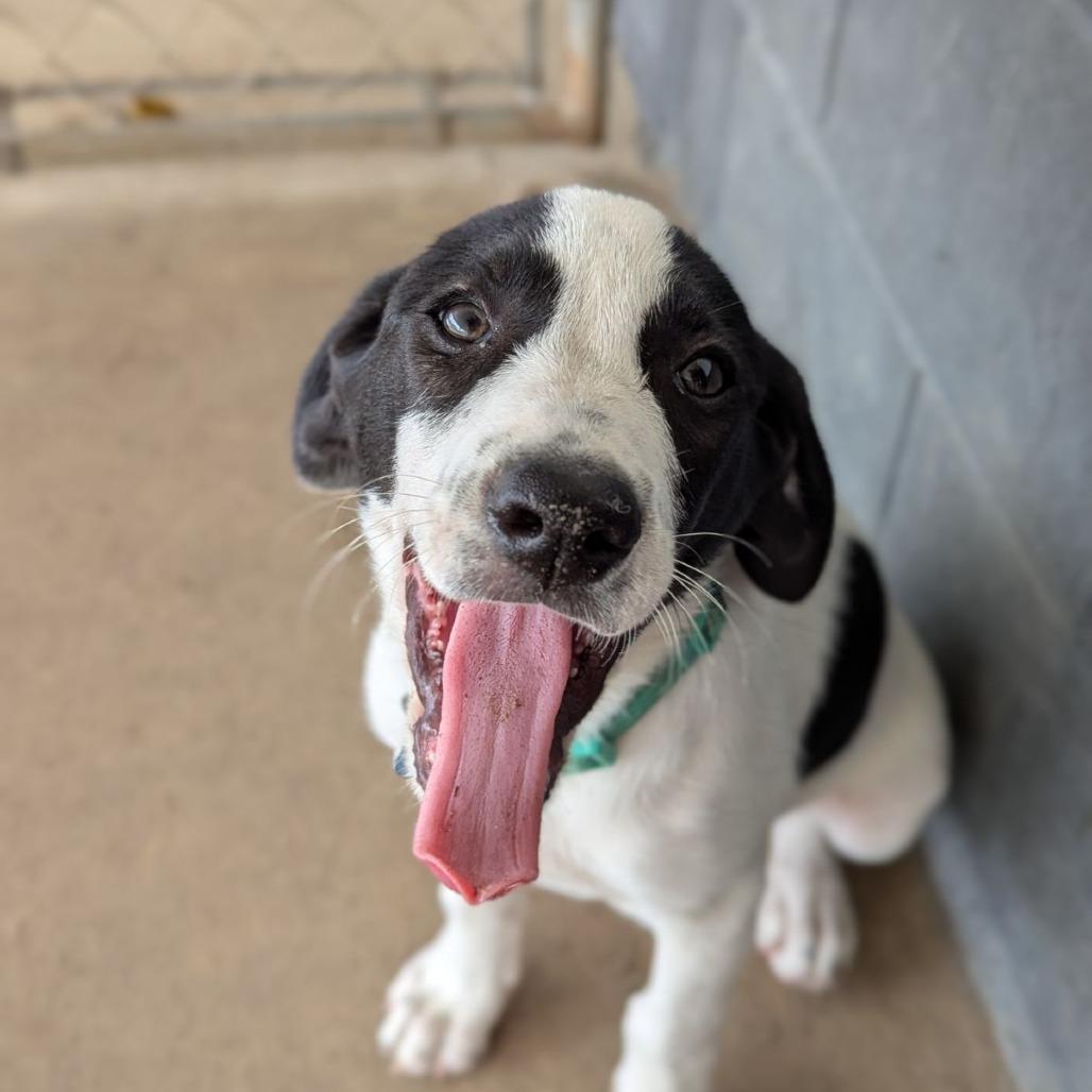 Enlarge Cornbread, a Adoptable mixed breed in Ocala, FL image 3/3