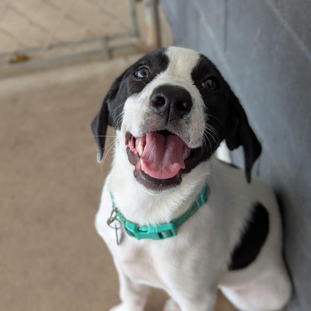 Enlarge Cornbread, a Adoptable mixed breed in Ocala, FL image 1/3