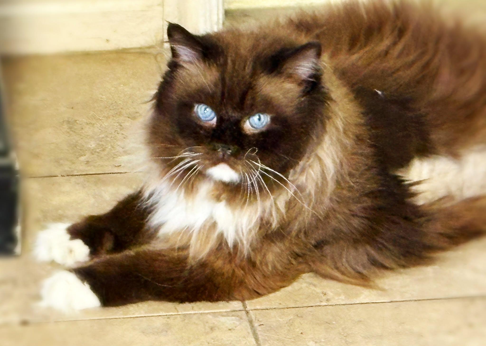 Enlarge Hobbs, an adopted Ragdoll in St. George, UT image 2/2