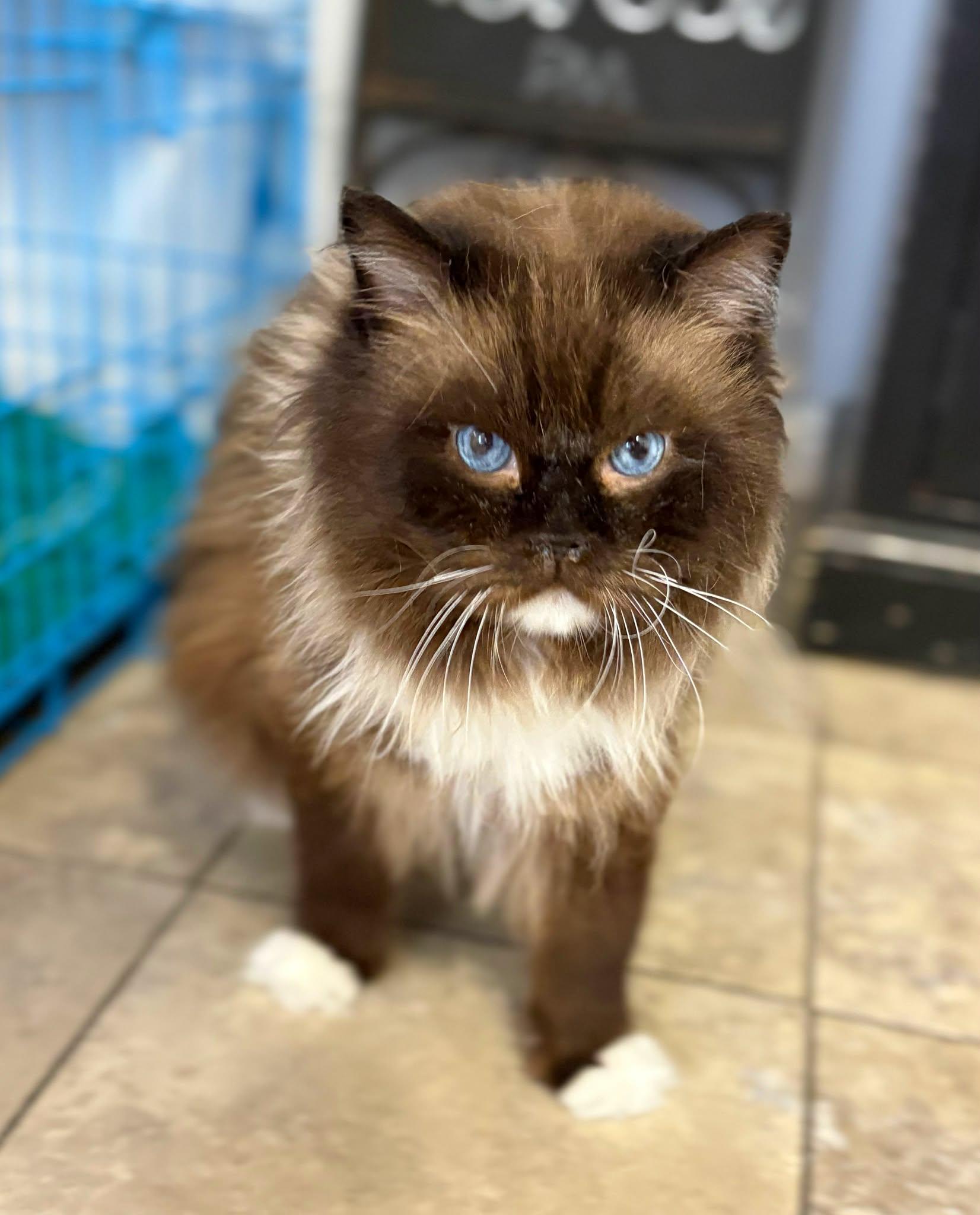 Hobbs, adopted, Adult Male Ragdoll.