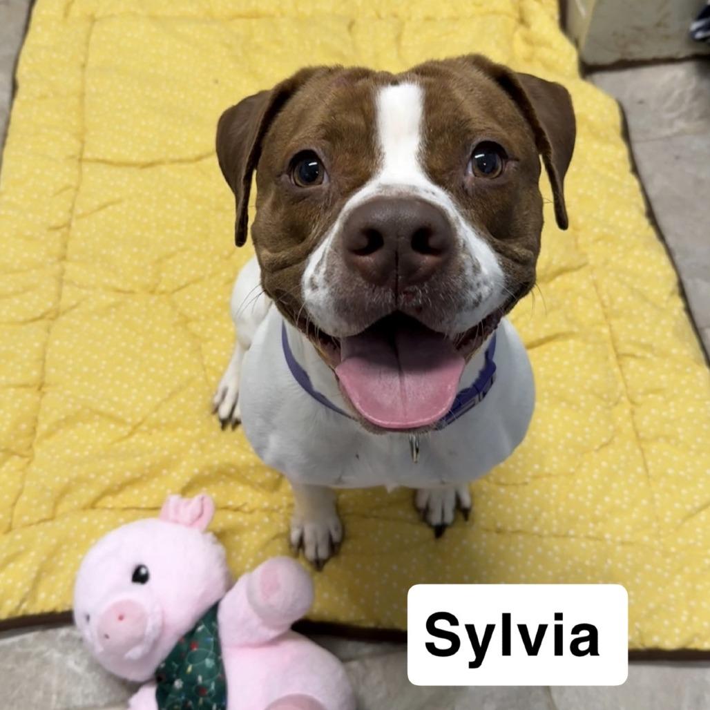 Sylvia, ADOPTABLE, Adult Female Mixed Breed.