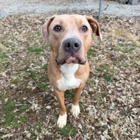 Enlarge Rudy, a ADOPTABLE mixed breed in Shelbyville, IN image 2/3