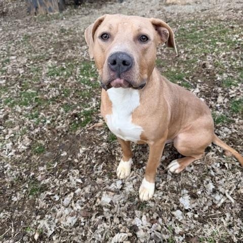 Rudy, ADOPTABLE, Young Male Pit Bull Terrier & American Staffordshire Terrier.