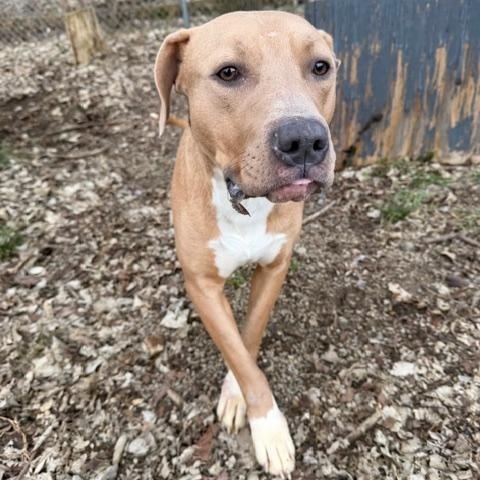 Enlarge Rudy, a ADOPTABLE mixed breed in Shelbyville, IN image 3/3