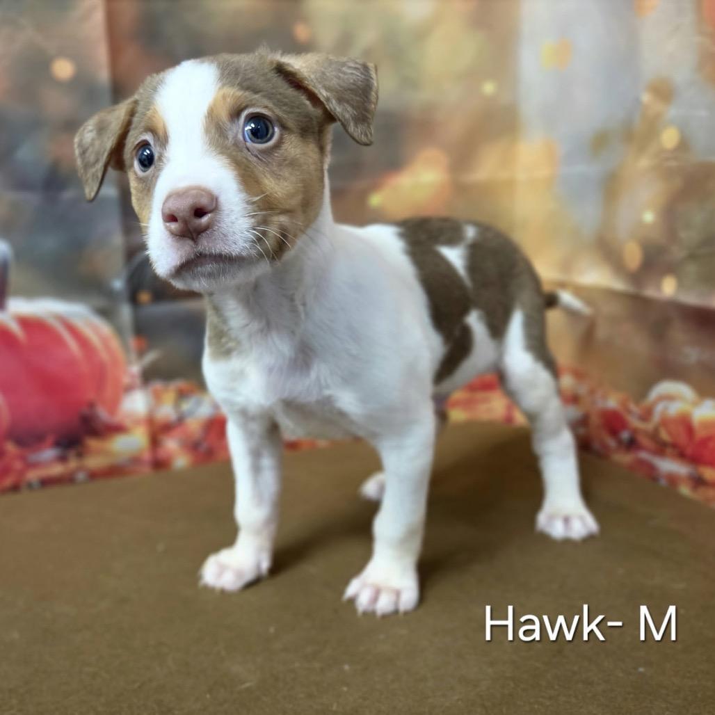 Enlarge Hawk, a Adoptable mixed breed in Griswold, CT image 2/2