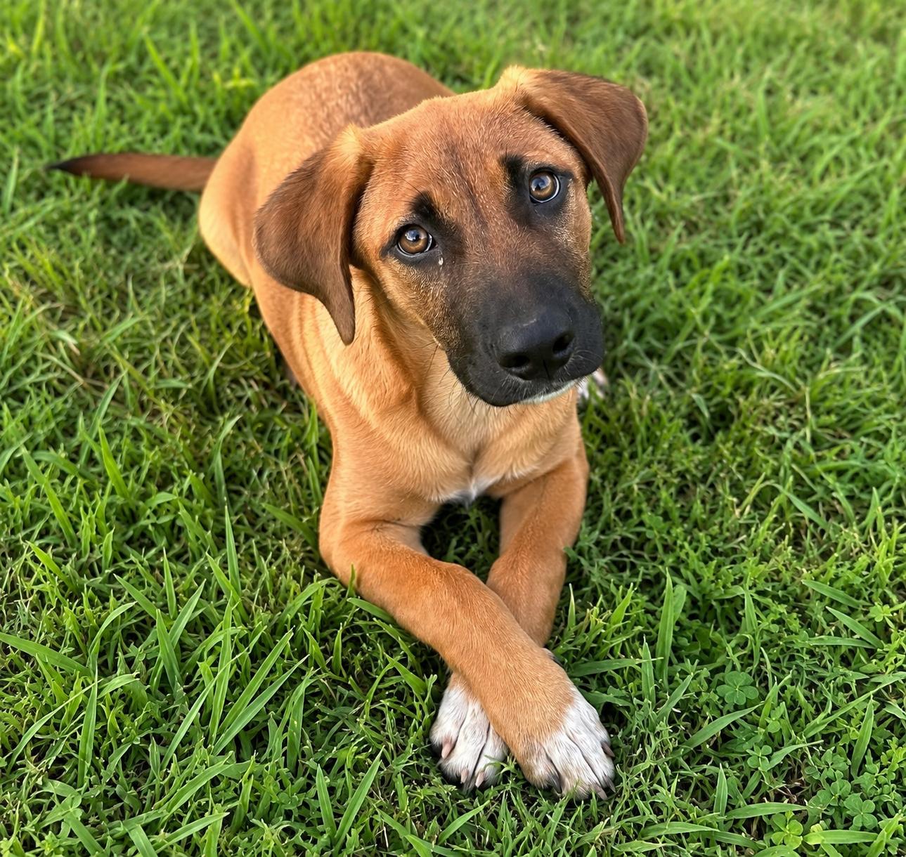 Shrimp scampi, Adoptable, Puppy Male Rhodesian Ridgeback.