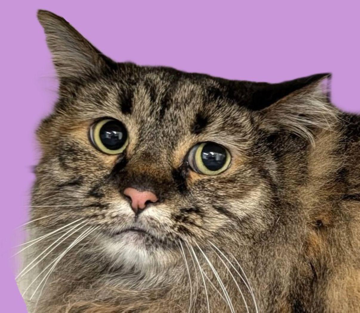 Katrina Van Tassle, Adoptable, Adult Female Maine Coon.