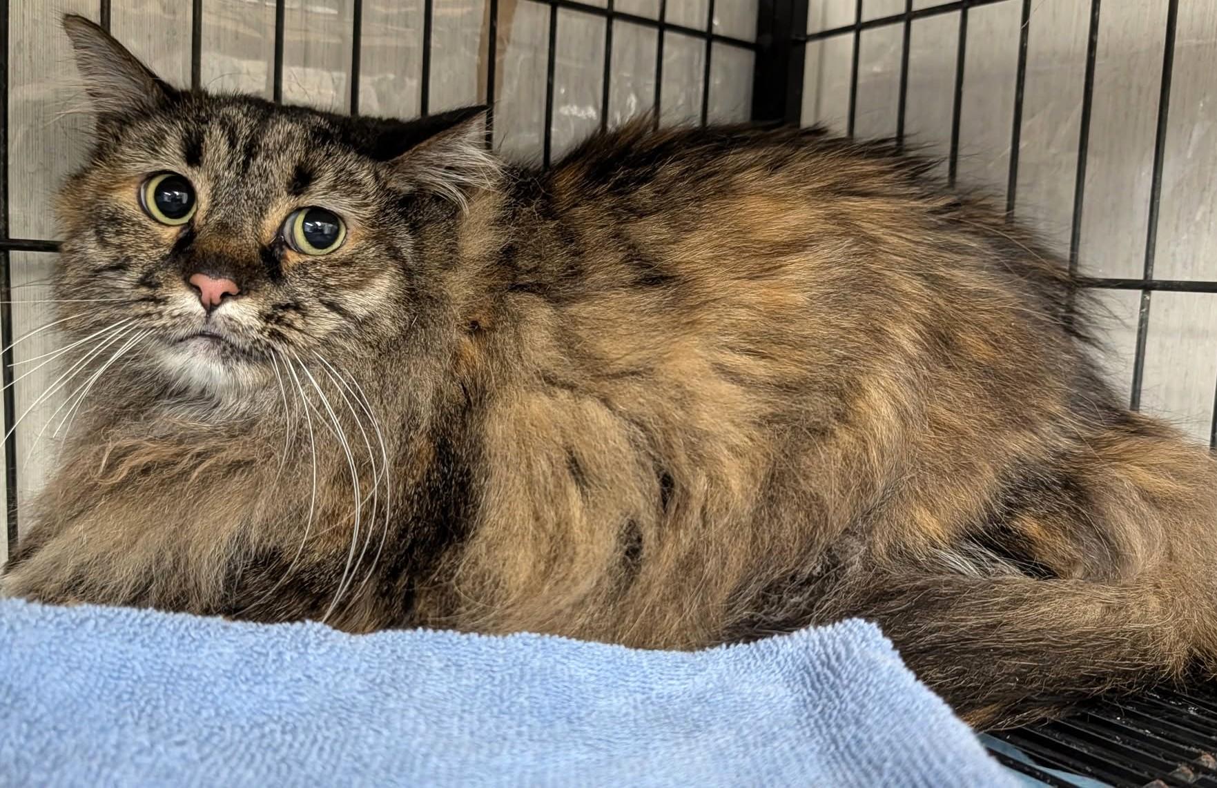 Enlarge Katrina Van Tassle, a Adoptable Maine Coon in Savannah, GA image 2/2