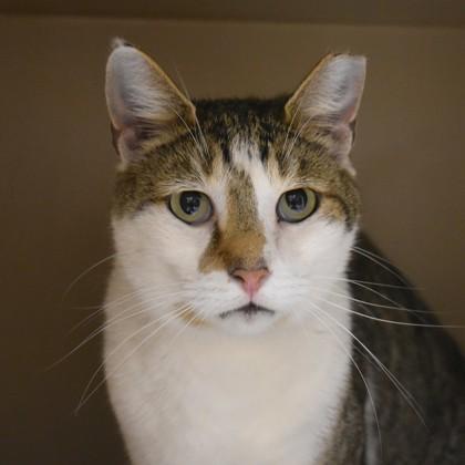 Enlarge Oscar, an adoptable Domestic Short Hair in Flagstaff, AZ image 1/1