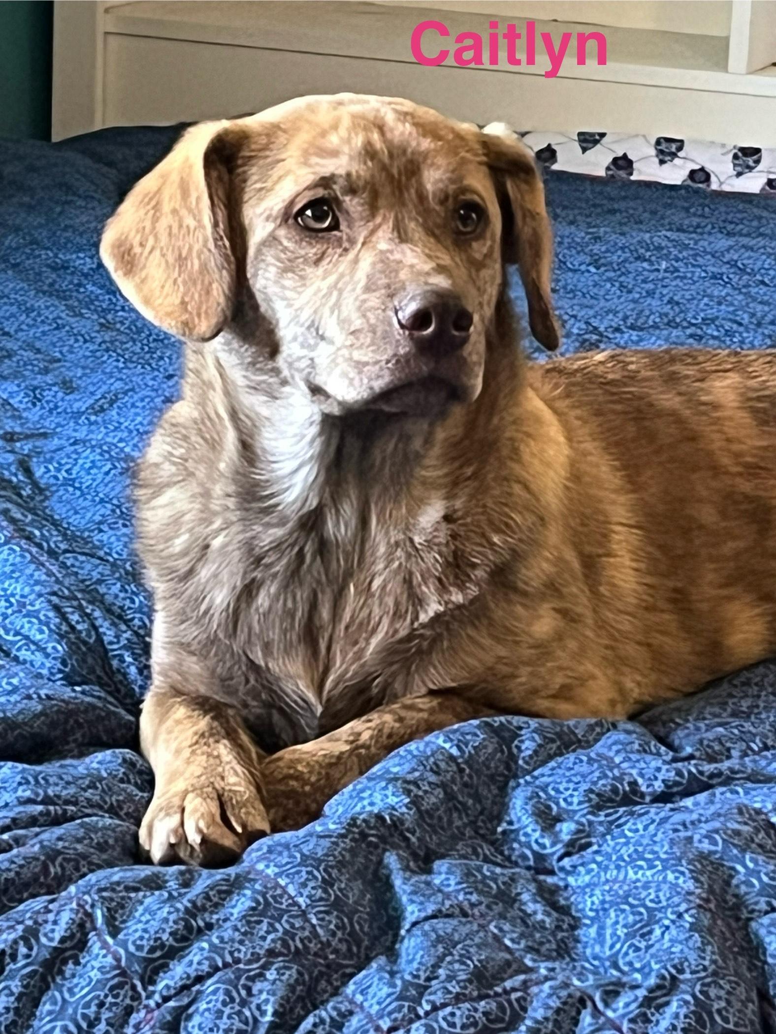 Enlarge caitlyn, a Adoptable mixed breed in Kalamazoo, MI image 3/5