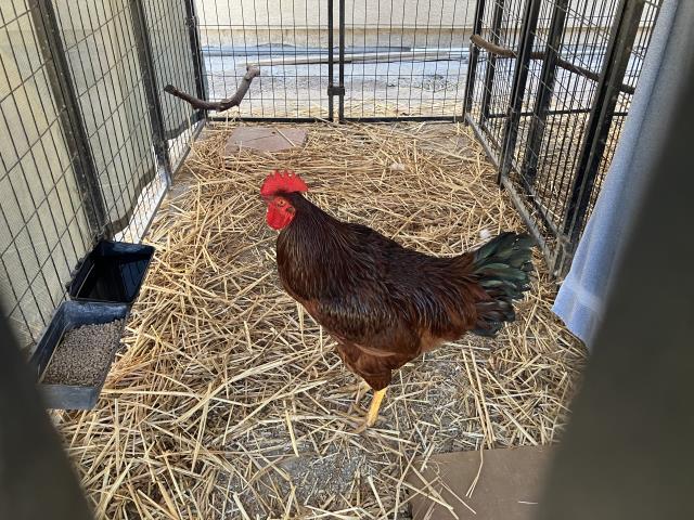 ARNOLD, Adoptable, Young Male Chicken.