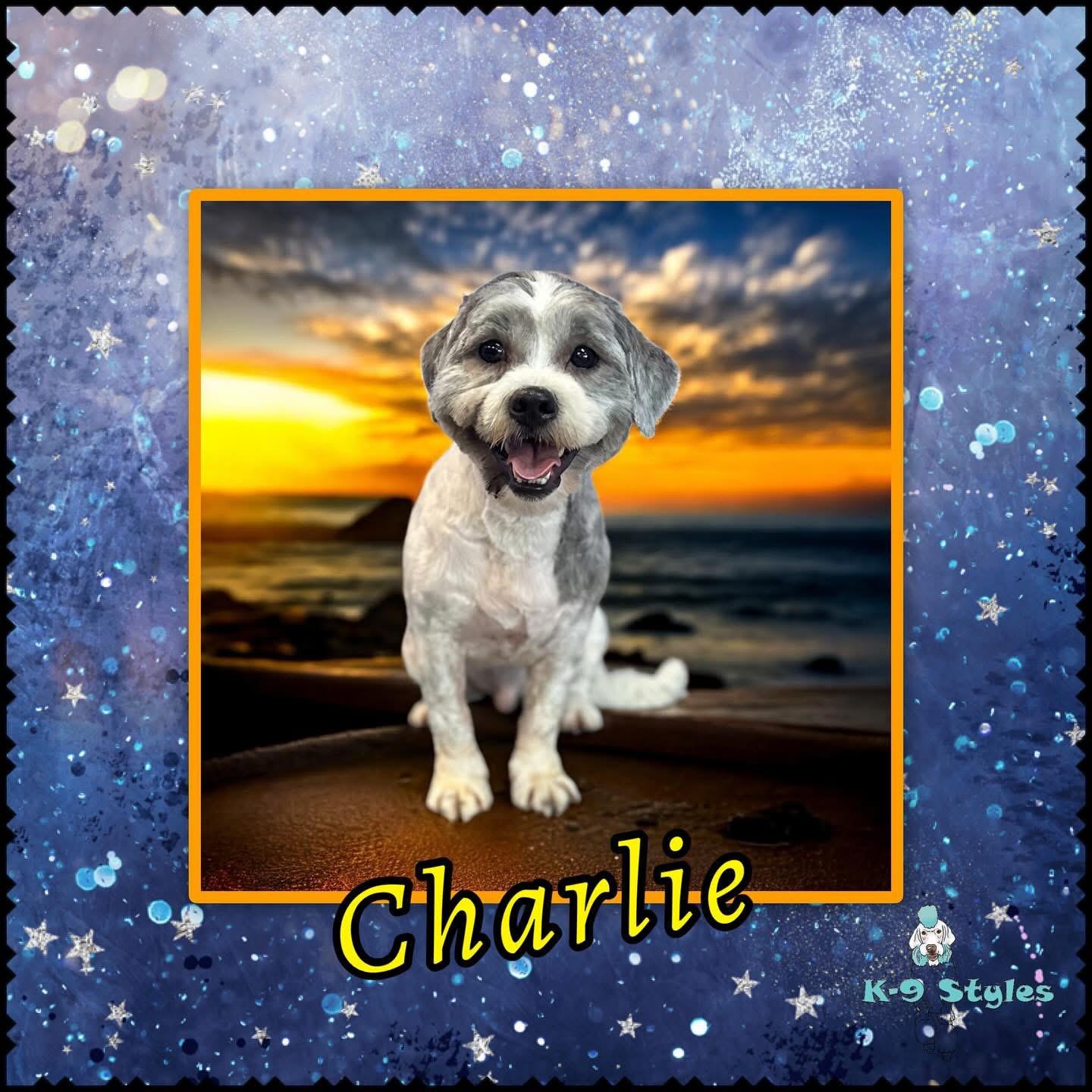 Charlie, Adopted, Adult Male Lhasa Apso.