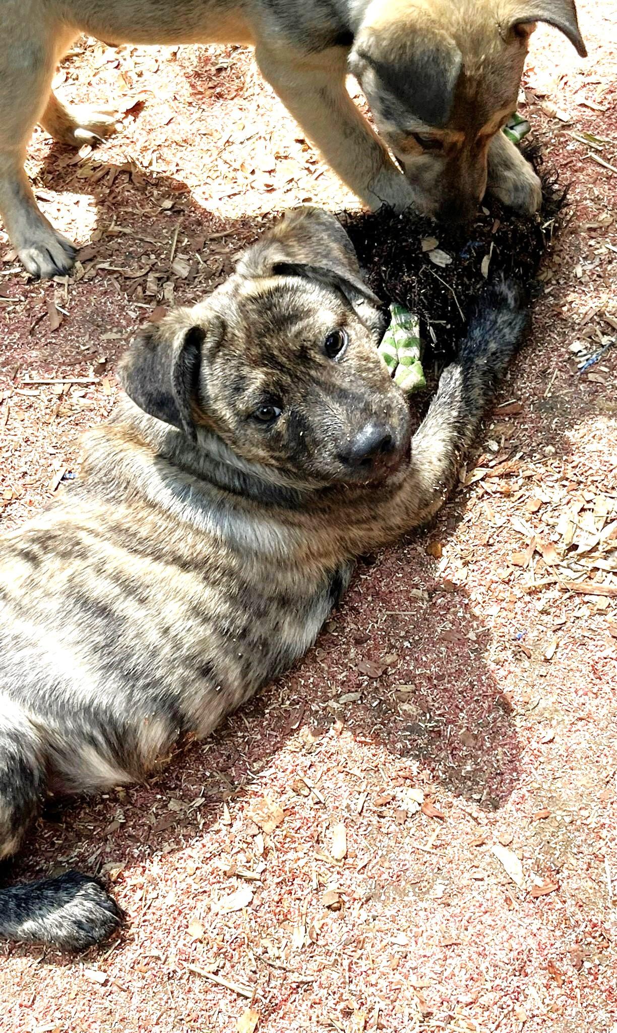 Enlarge Tramp, a ADOPTABLE mixed breed in Godley, TX image 4/6