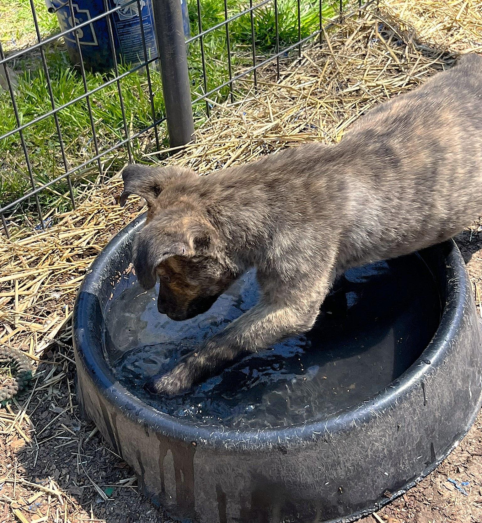 Tramp, a ADOPTABLE mixed breed in Godley, TX image 4/5