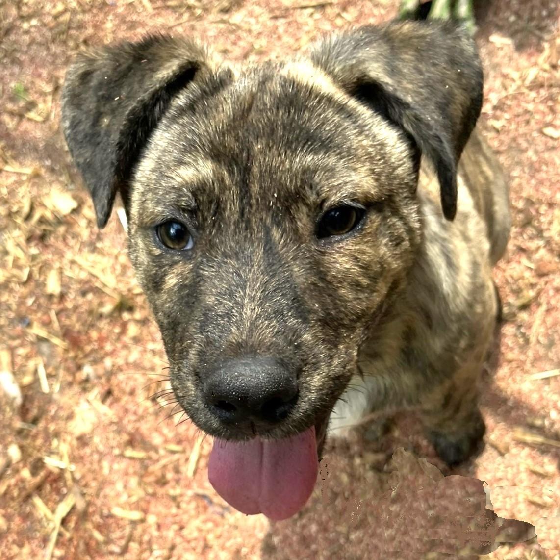 Tramp, ADOPTABLE, Puppy Male Mixed Breed & Australian Cattle Dog / Blue Heeler.