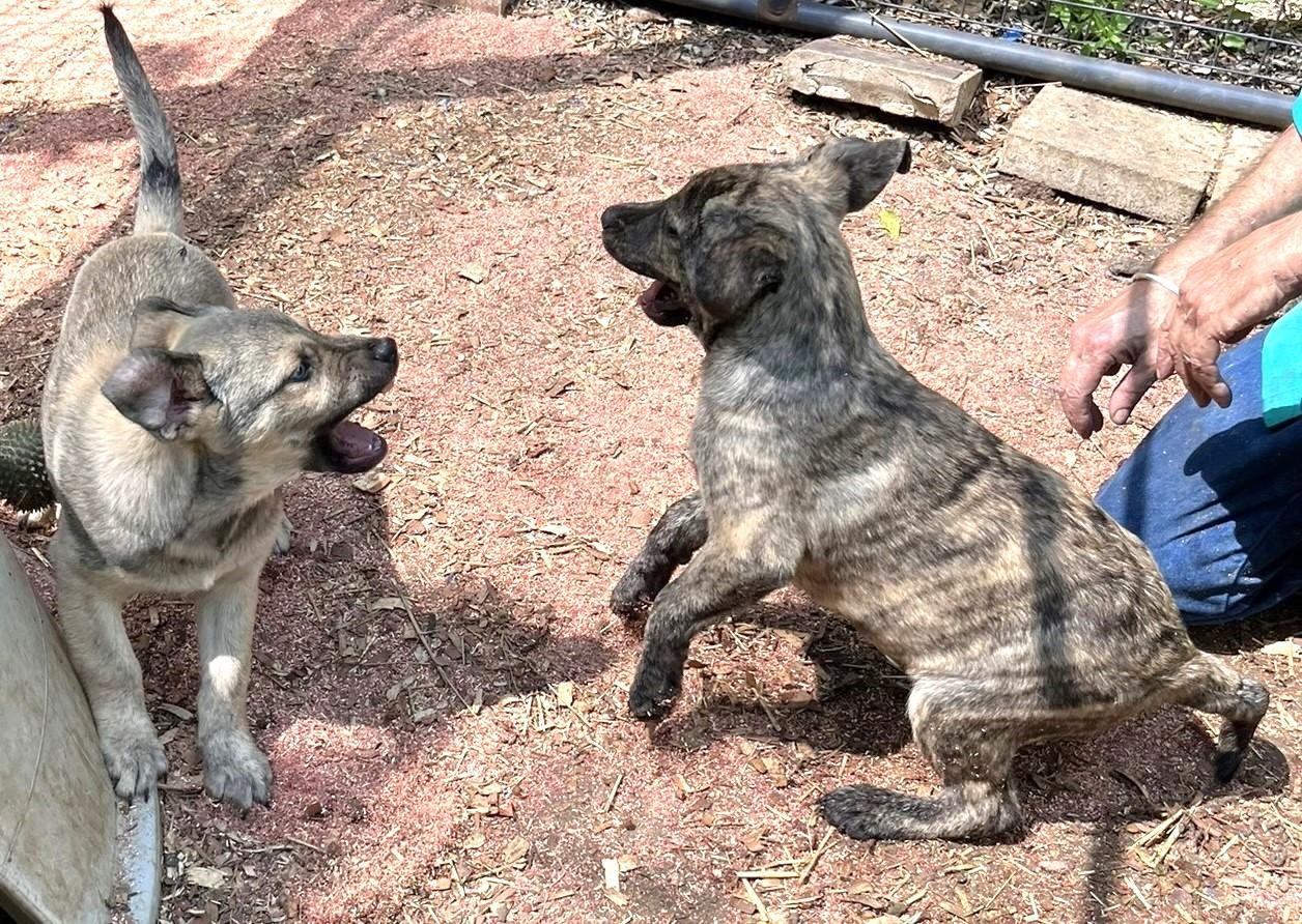 Enlarge Tramp, a ADOPTABLE mixed breed in Godley, TX image 5/6