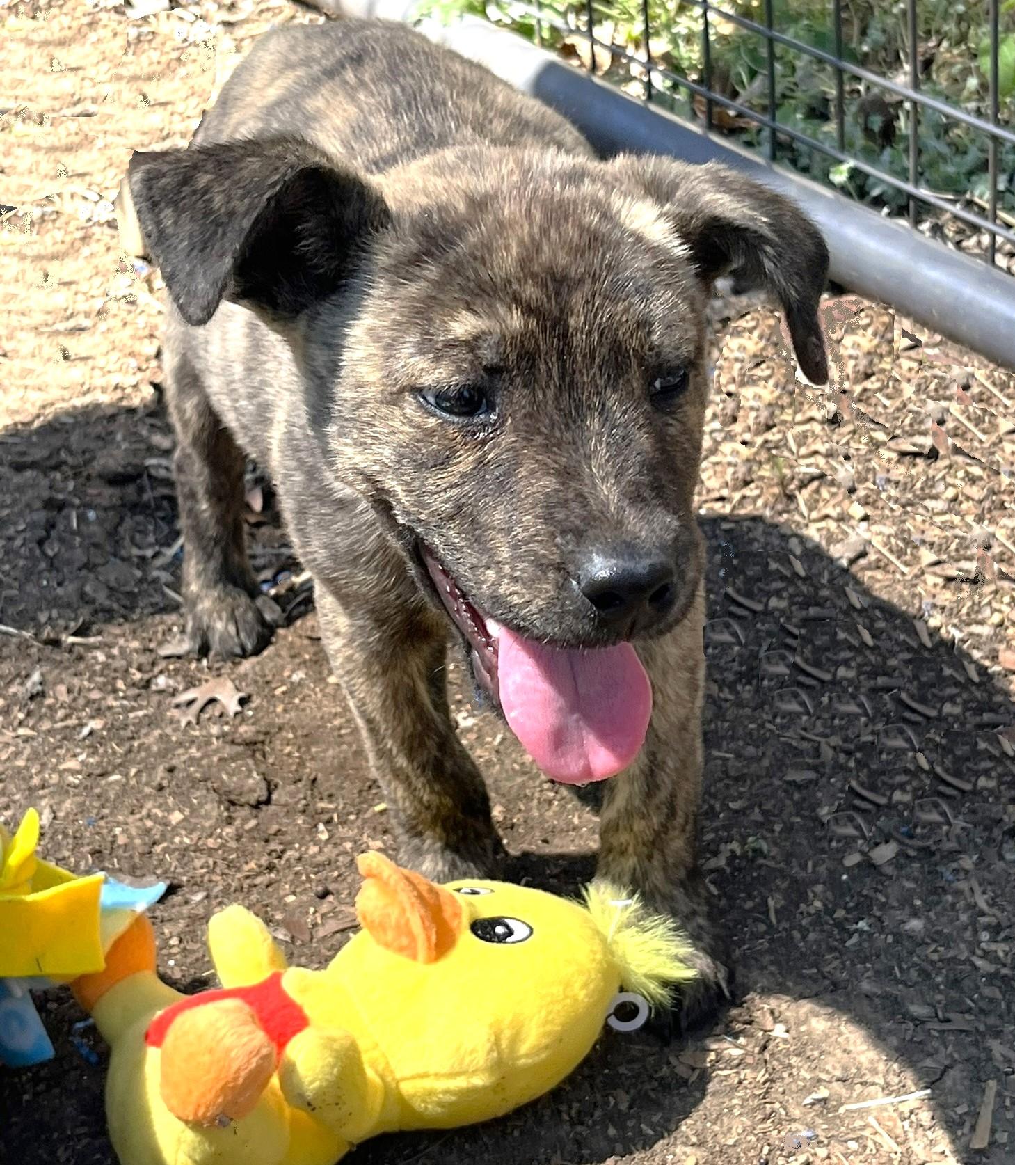 Tramp, a ADOPTABLE mixed breed in Godley, TX image 3/5