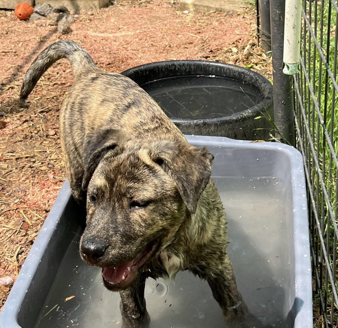 Enlarge Tramp, a ADOPTABLE mixed breed in Godley, TX image 3/6