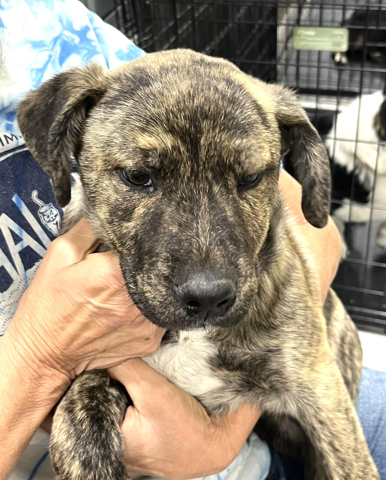 Enlarge Tramp, a ADOPTABLE mixed breed in Godley, TX image 6/6