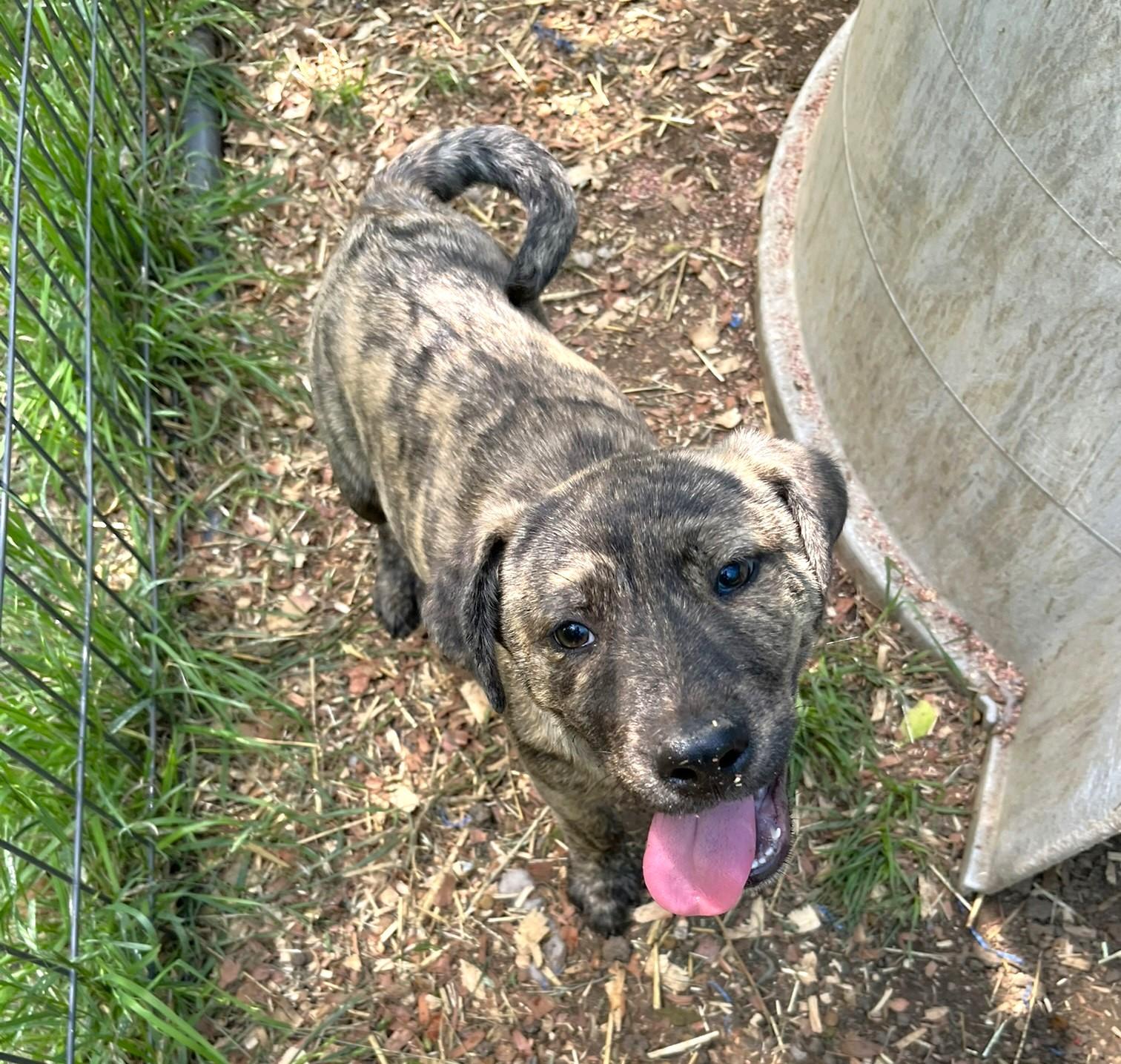 Enlarge Tramp, a ADOPTABLE mixed breed in Godley, TX image 2/6