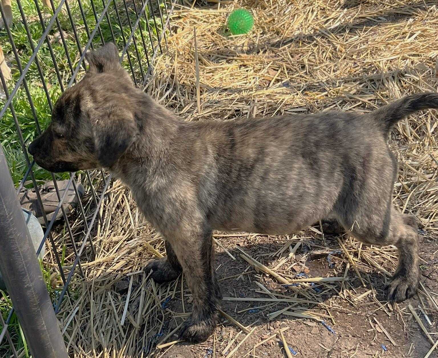 Tramp, a ADOPTABLE mixed breed in Godley, TX image 5/5
