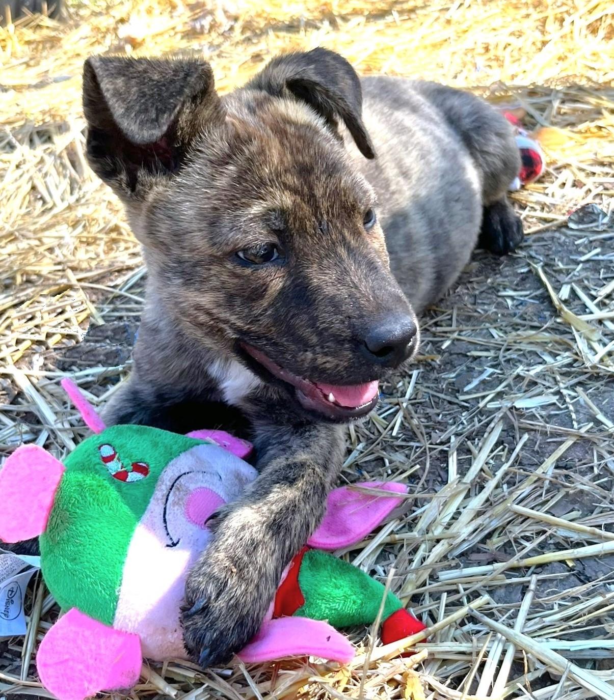 Tramp, a ADOPTABLE mixed breed in Godley, TX image 2/5