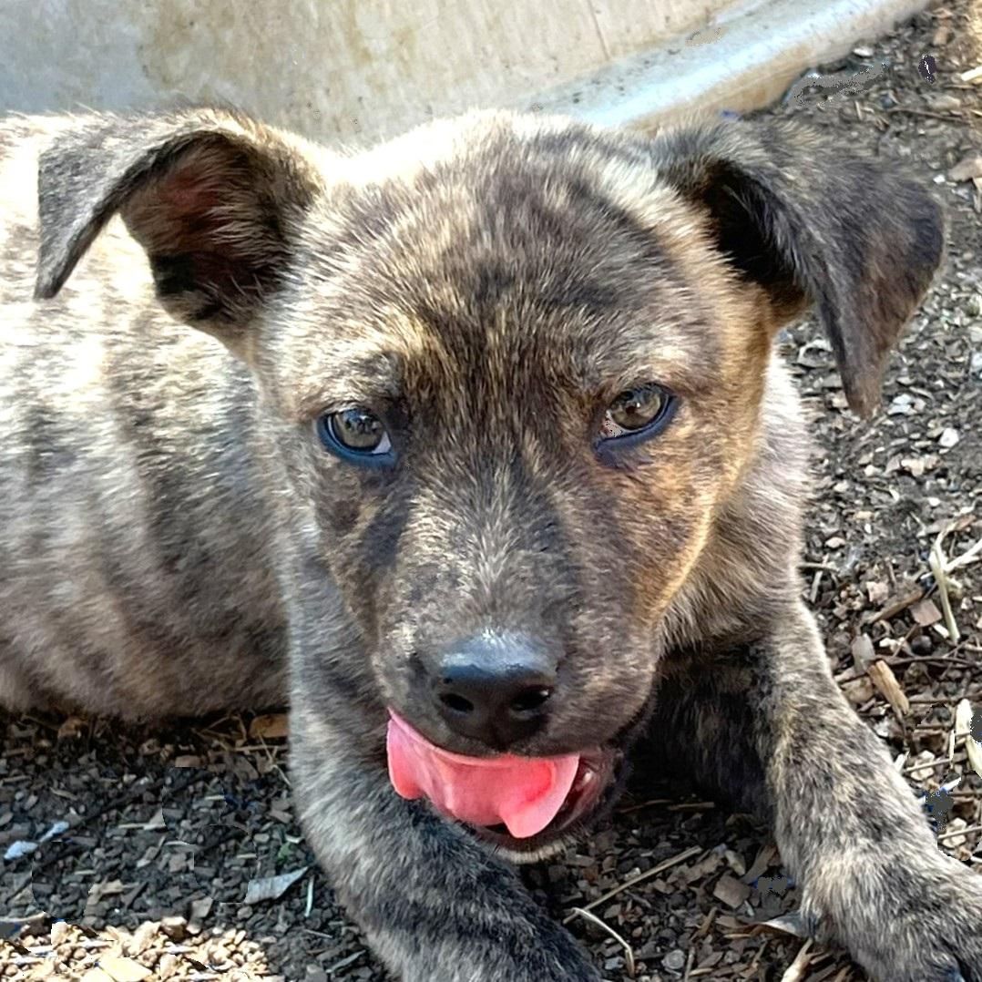 Tramp, ADOPTABLE, Puppy Male Mixed Breed & Australian Cattle Dog / Blue Heeler.